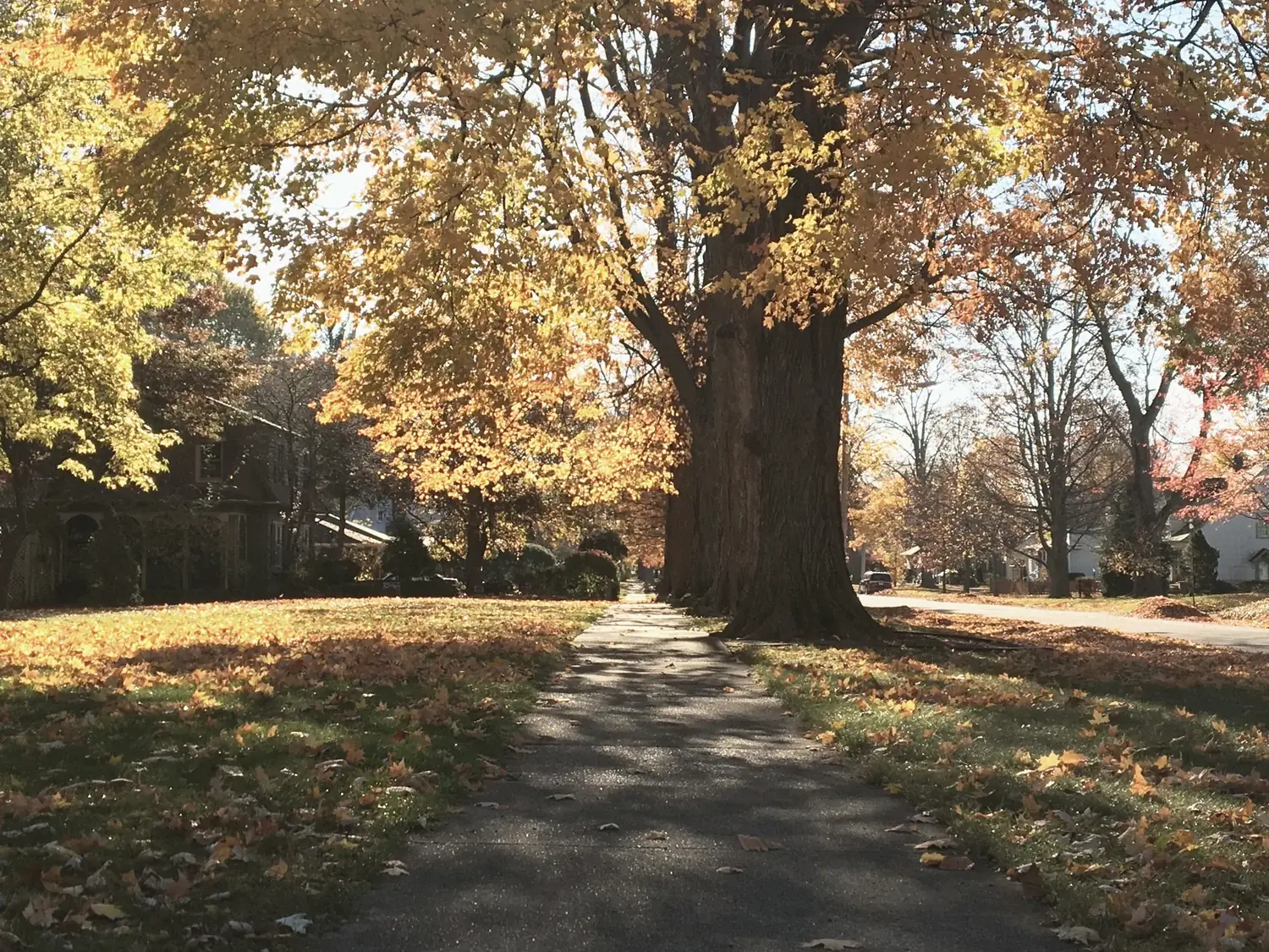 Autumn sidewalk under a golden canopy near The Old Ruth in La Porte, Indiana